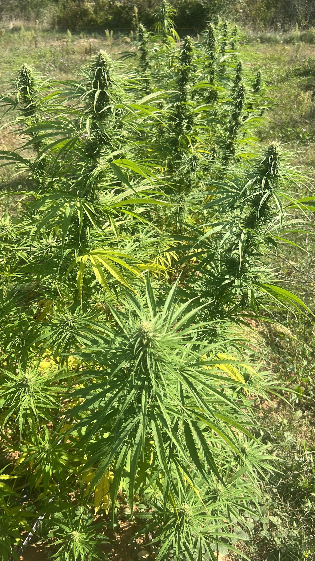 🌸 Blue Orchid CBD - Big Bud Premium