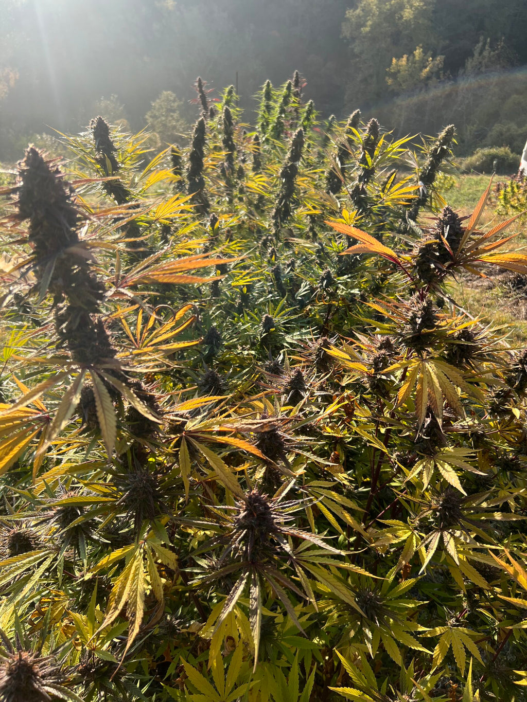 🍒🥭 Cherry Mango - Big Bud Premium