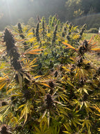 🍒🥭 Cherry Mango - Big Bud Premium