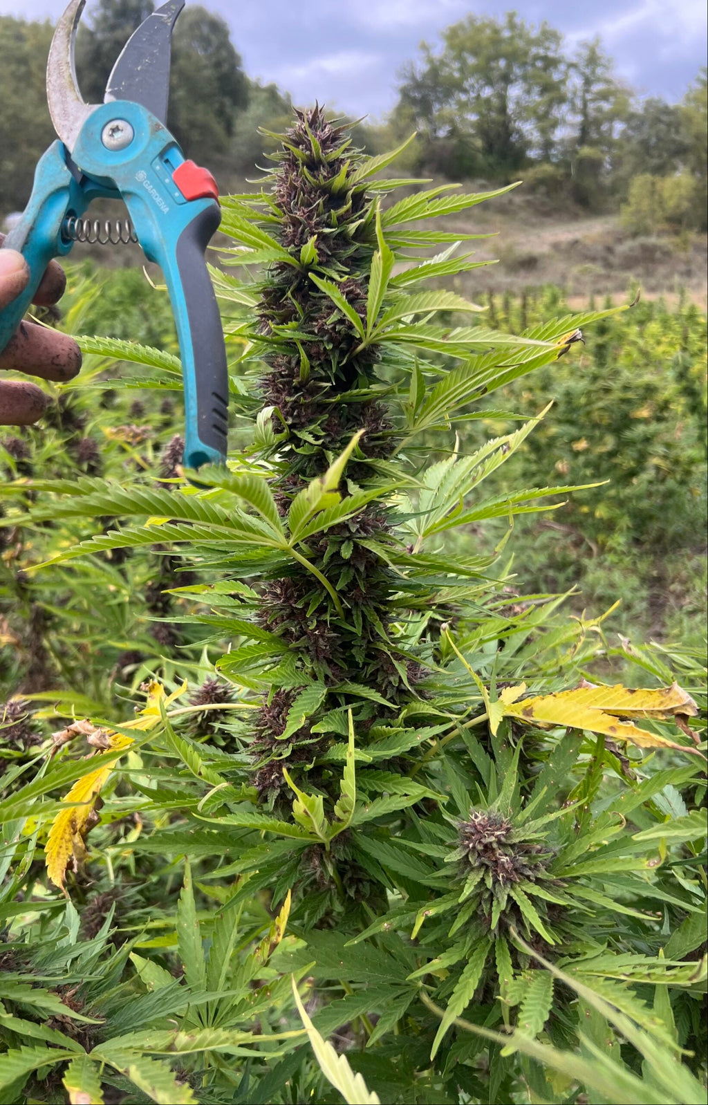 💜 Deep Purple CBD - Big Bud Premium