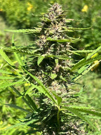 ⛽🌲 Legendary Platinum OG Diesel Edition CBD - Big Bud