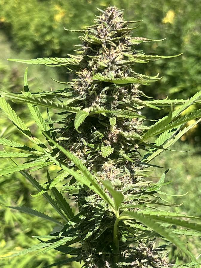 ⛽🌲 Legendary Platinum OG Diesel Edition CBD - Big Bud