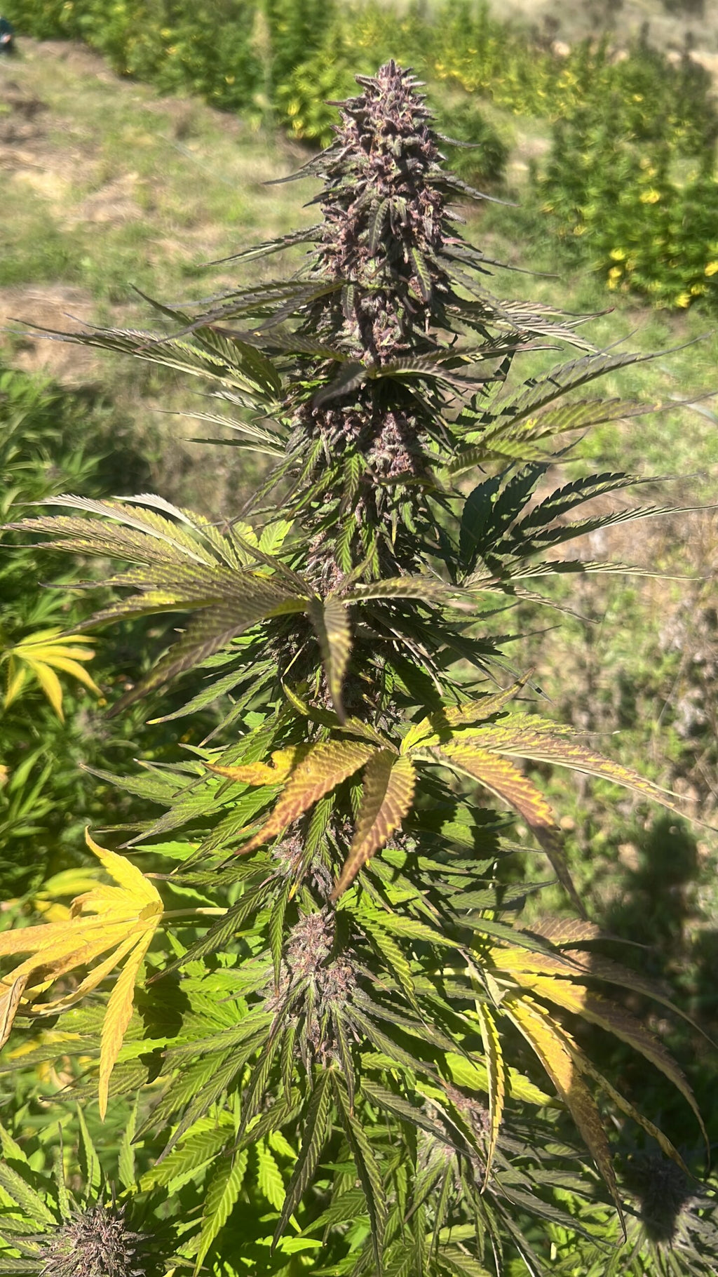 🍓⛽ Skunk Jam CBD - Big Bud Premium