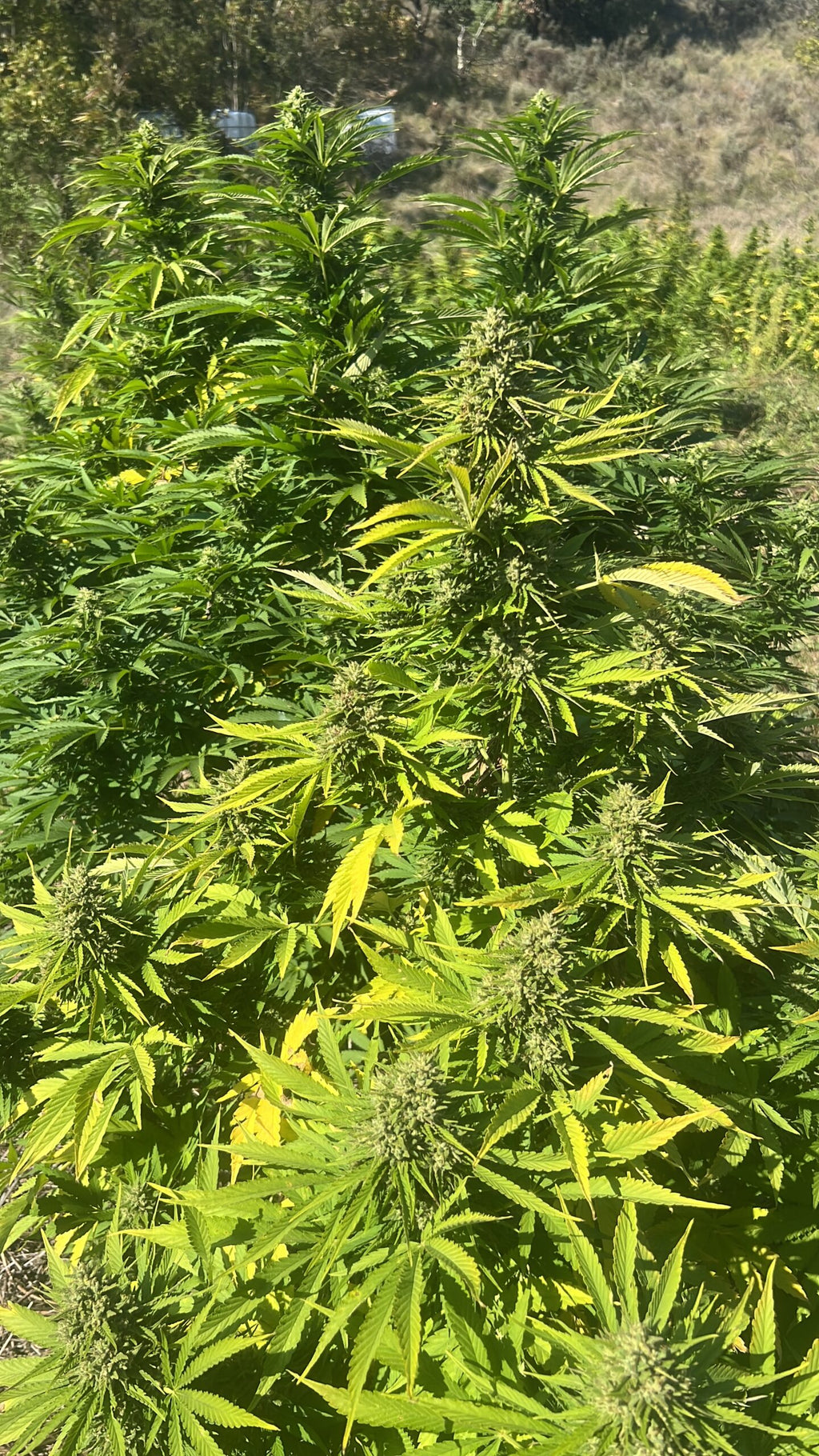 🍬🚀 Super Sour Space Candy CBD – Small Bud