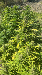 🍬🚀 Super Sour Space Candy CBD – Small Bud