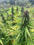 🌈🍊 Rainbow Warrior CBD – Small Bud
