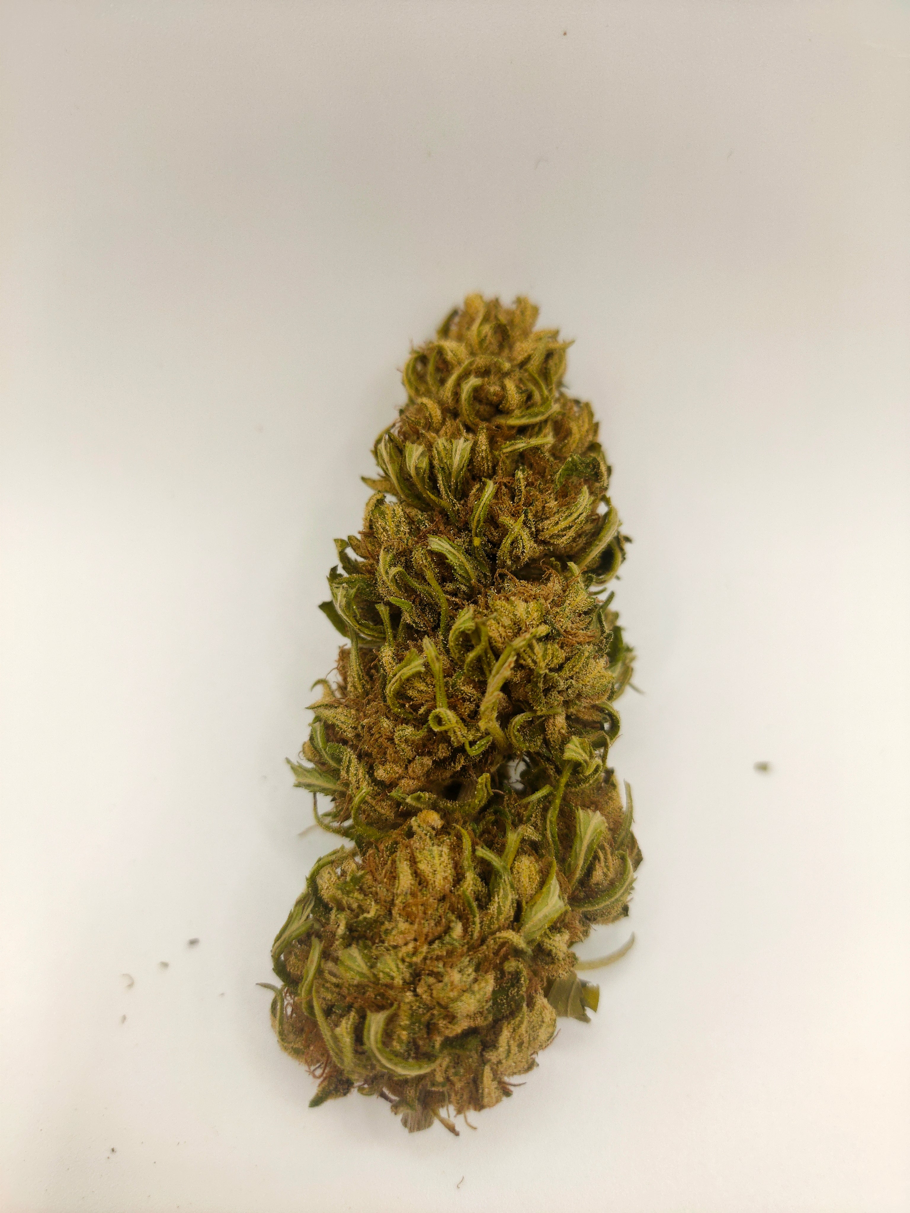 ❄️🌿 Frozen CBG - Big Bud