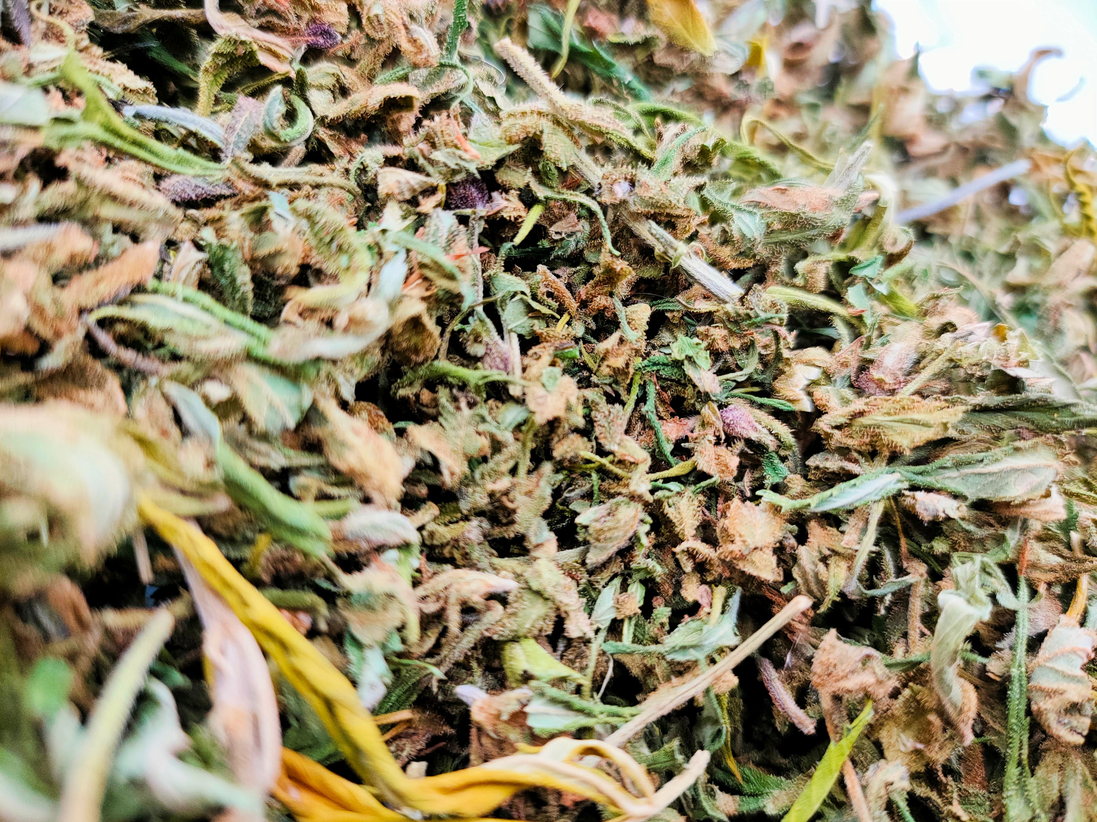 Trim et Small Bud CBD