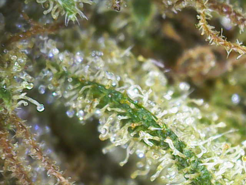 🍓⛽ Skunk Jam CBD - Big Bud Premium