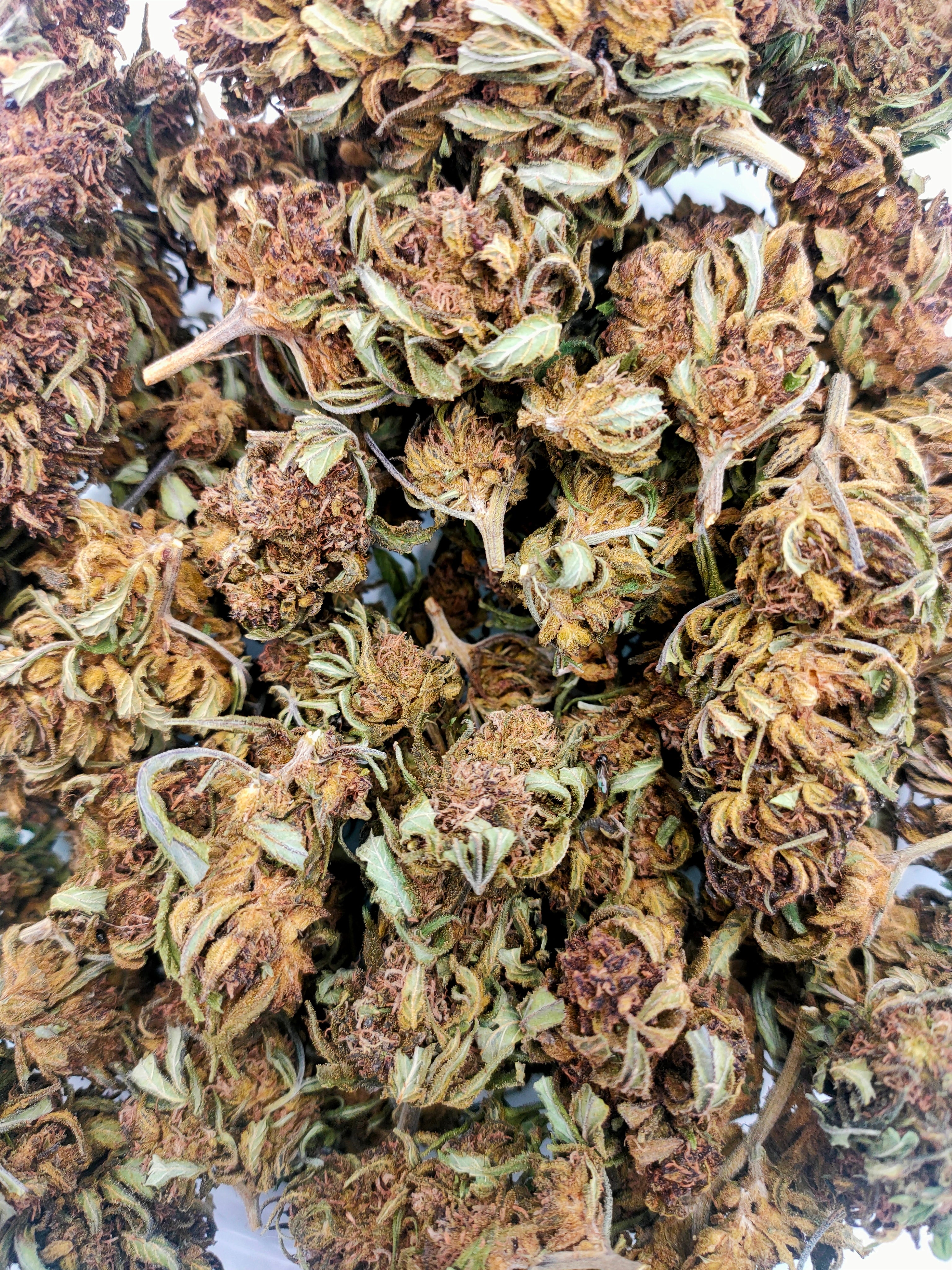 🍇🌸 Abacus CBD - Big Bud