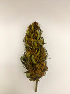 🍇🌸 Abacus CBD - Big Bud