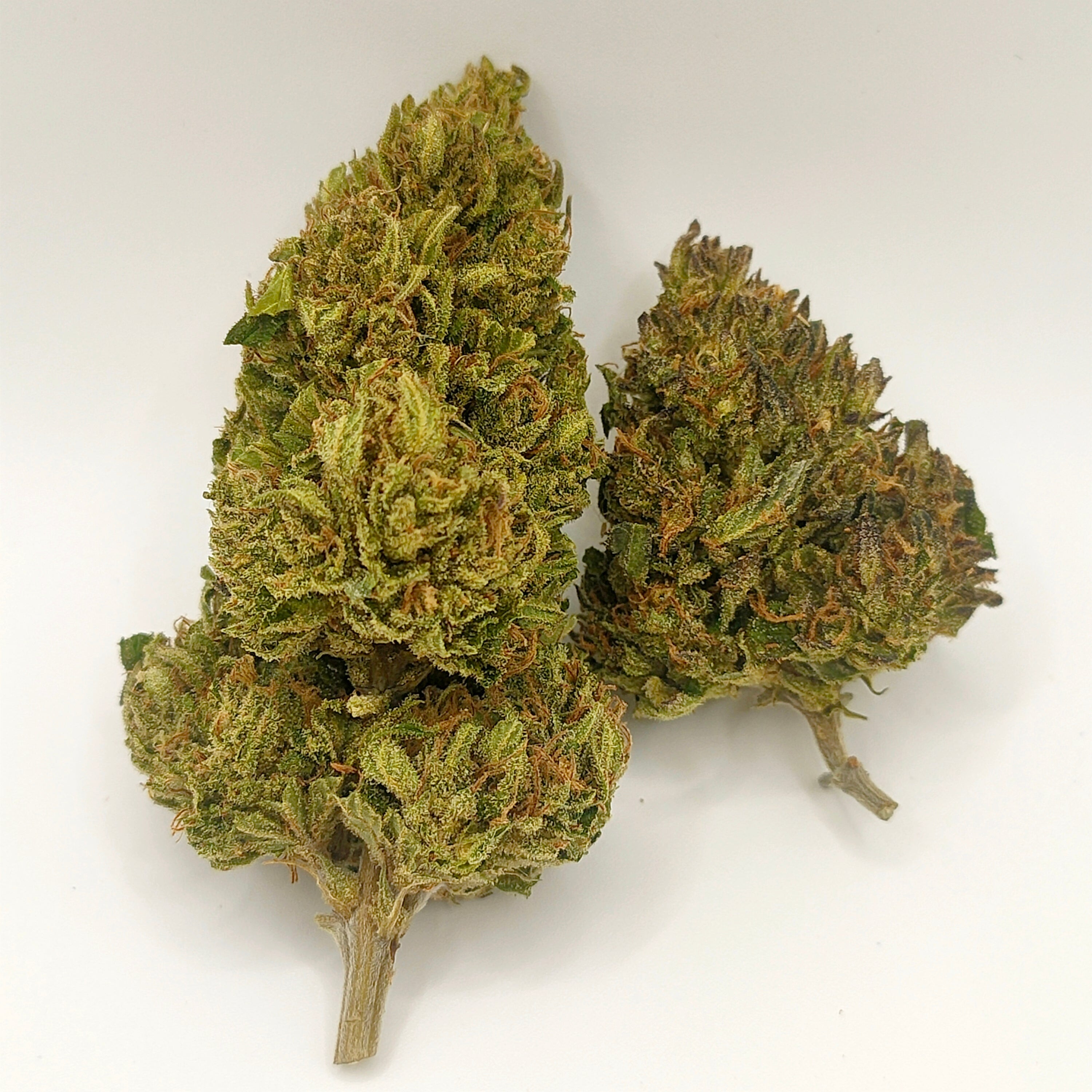 💙🍋 Blue Meringue CBD - Big Bud Premium