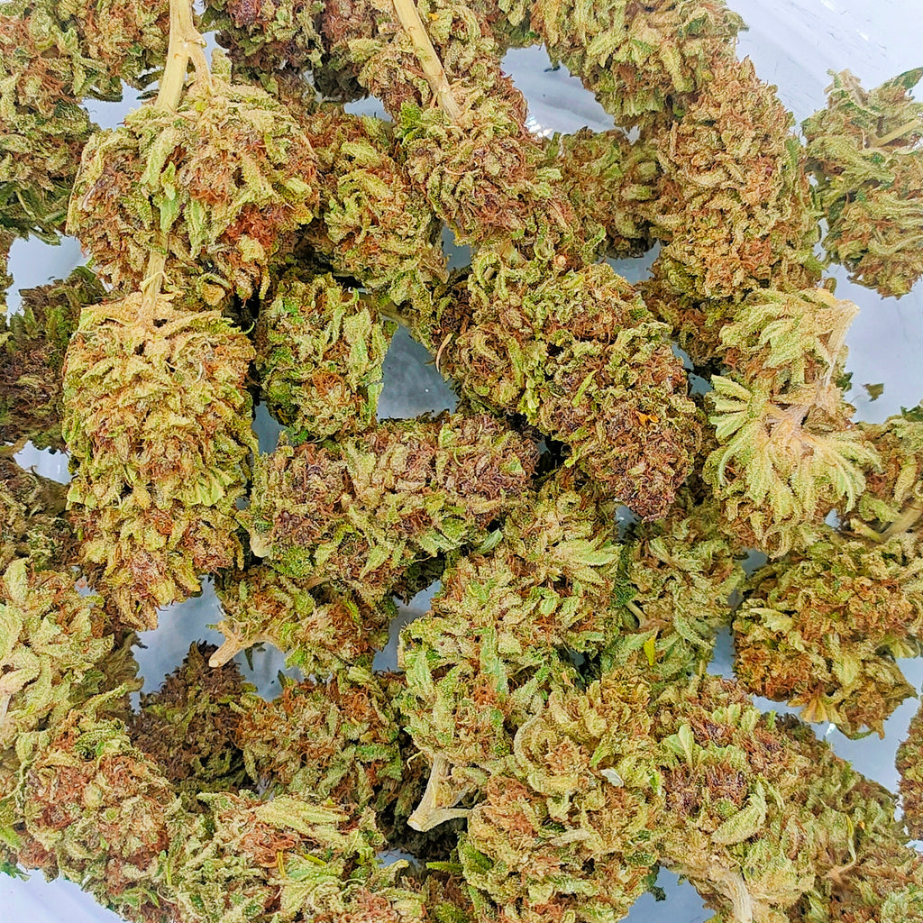 💙🍋 Blue Meringue CBD - Big Bud Premium