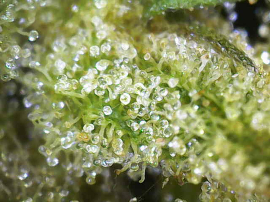 🌸 Blue Orchid CBD - Big Bud Premium