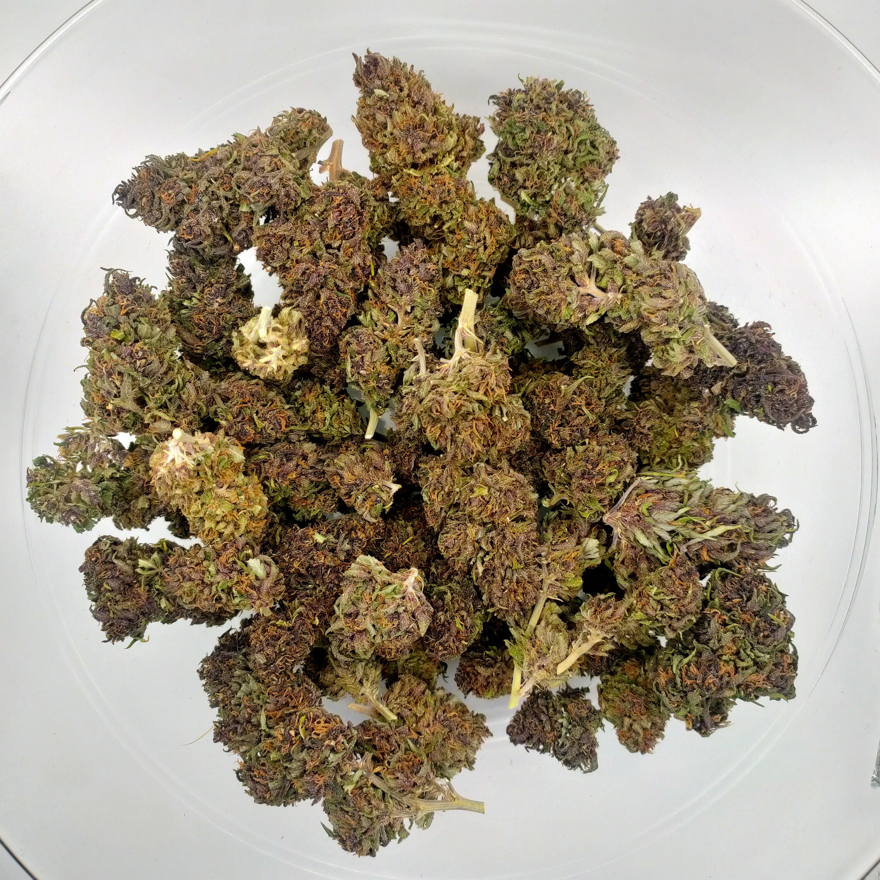 🌸 Blue Orchid CBD - Big Bud Premium