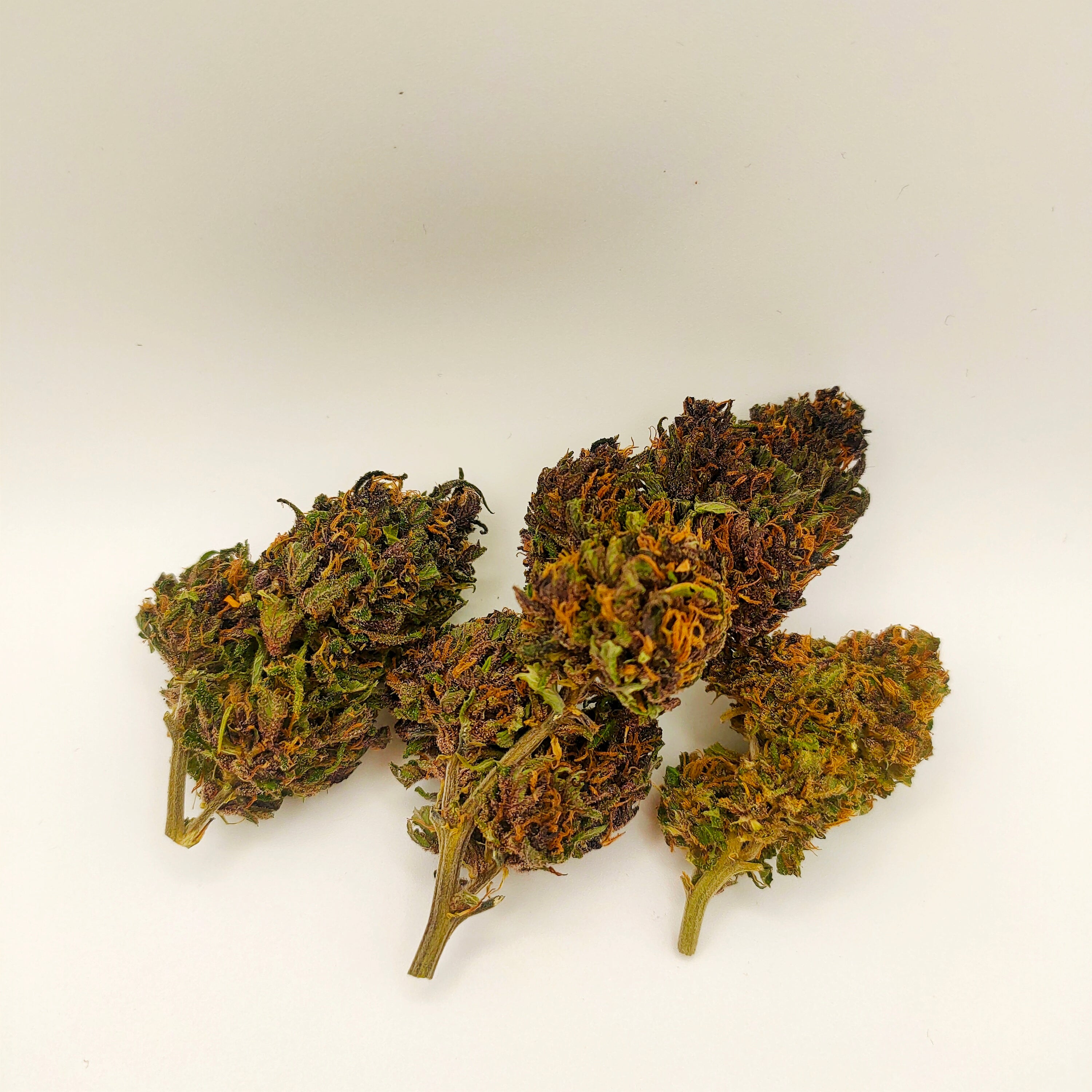 🌸 Blue Orchid CBD - Big Bud Premium