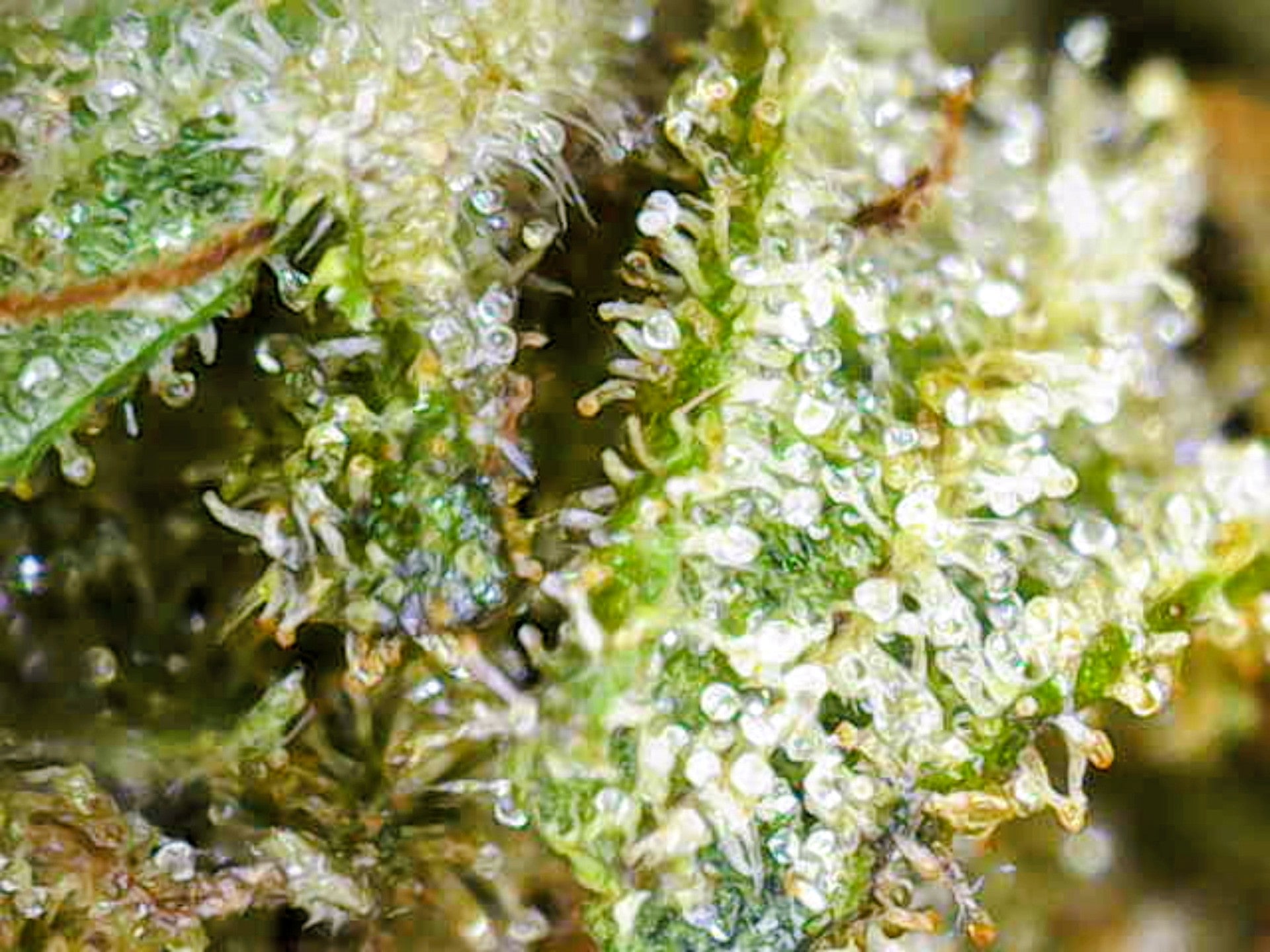 🍒🥭 Cherry Mango - Big Bud Premium