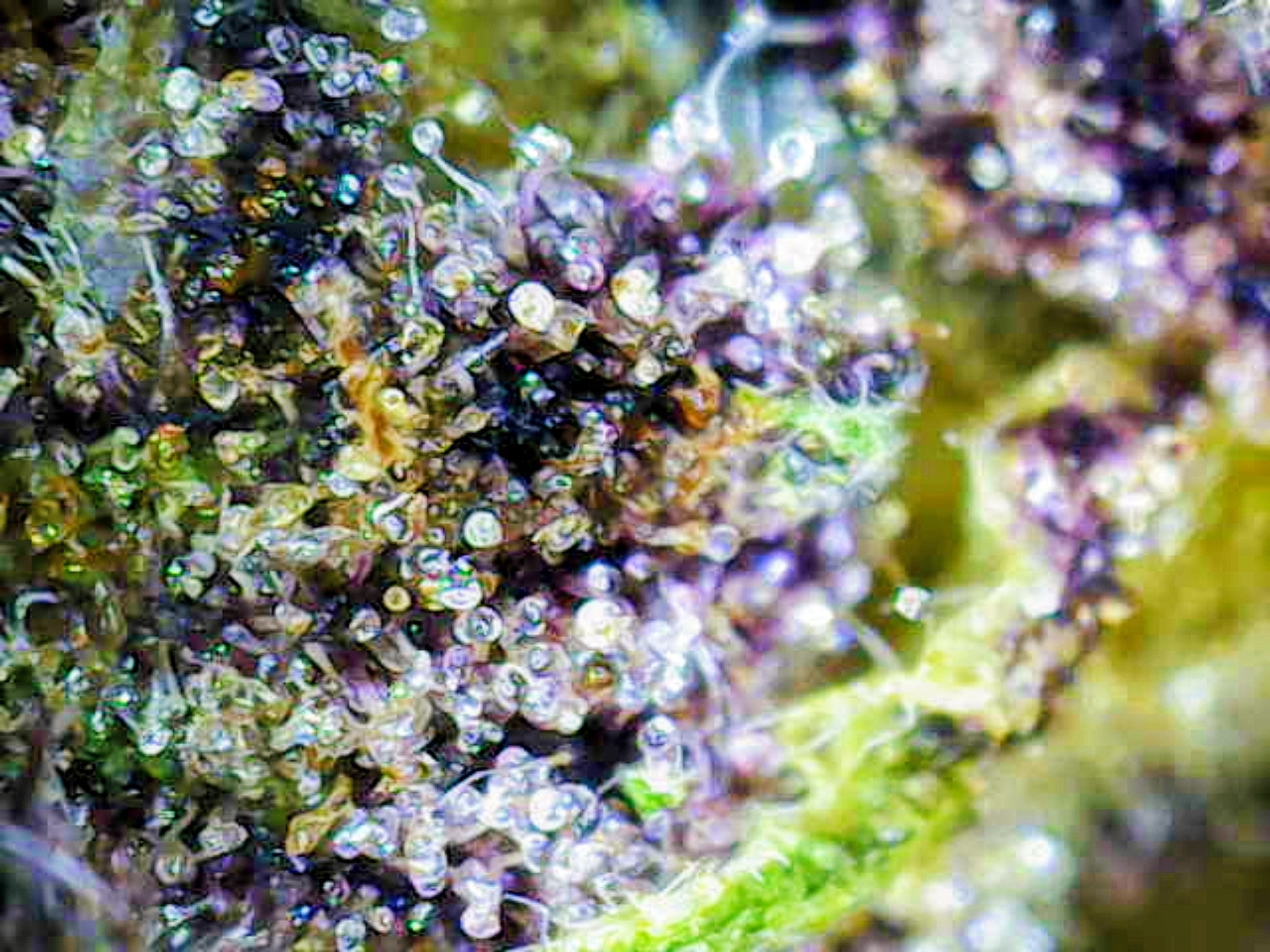 💜 Deep Purple CBD - Big Bud Premium