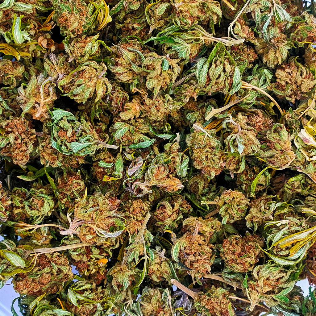 🥭 Mangolomania CBD – Small Bud