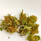 🥭 Mangolomania CBD – Small Bud
