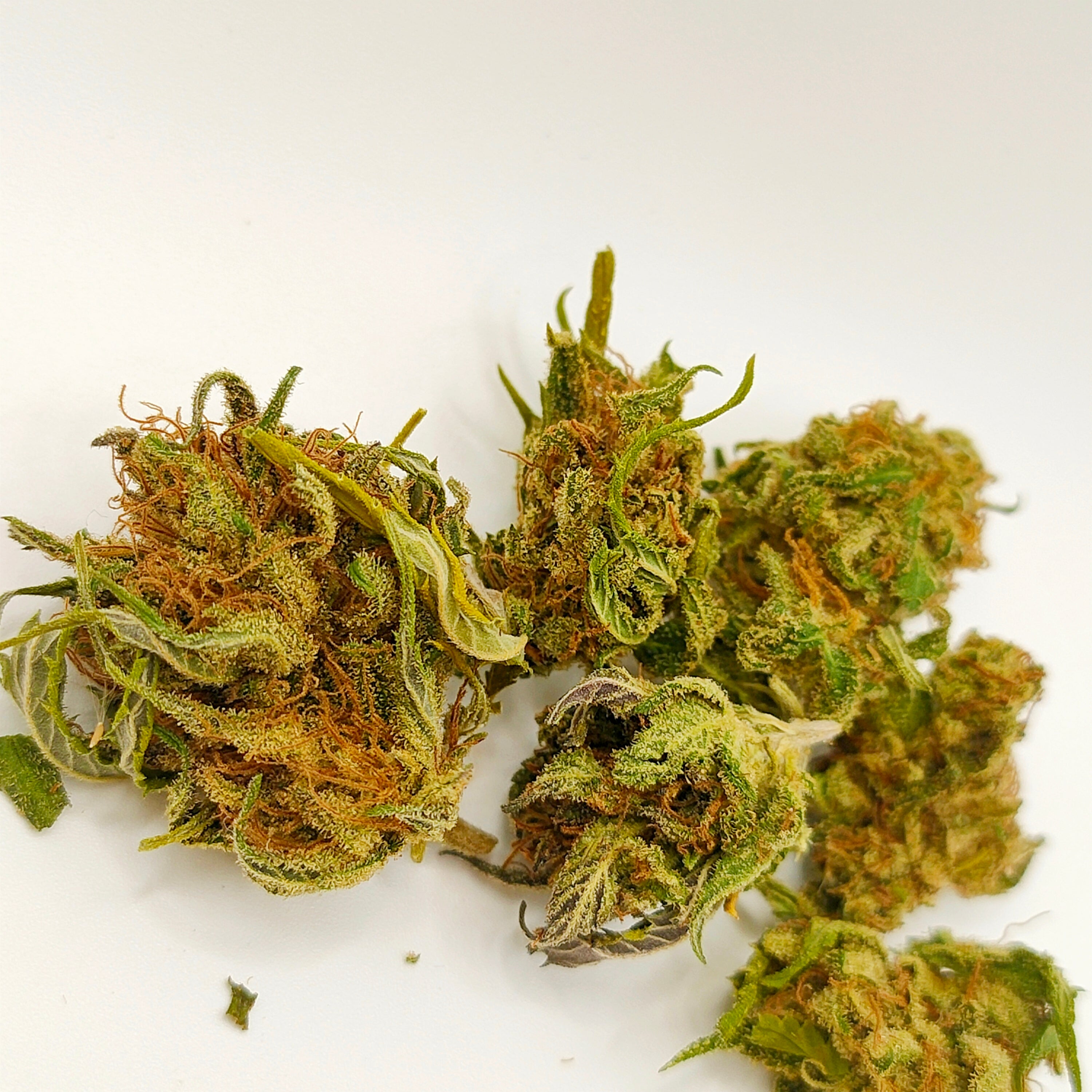 🥭 Mangolomania CBD – Small Bud