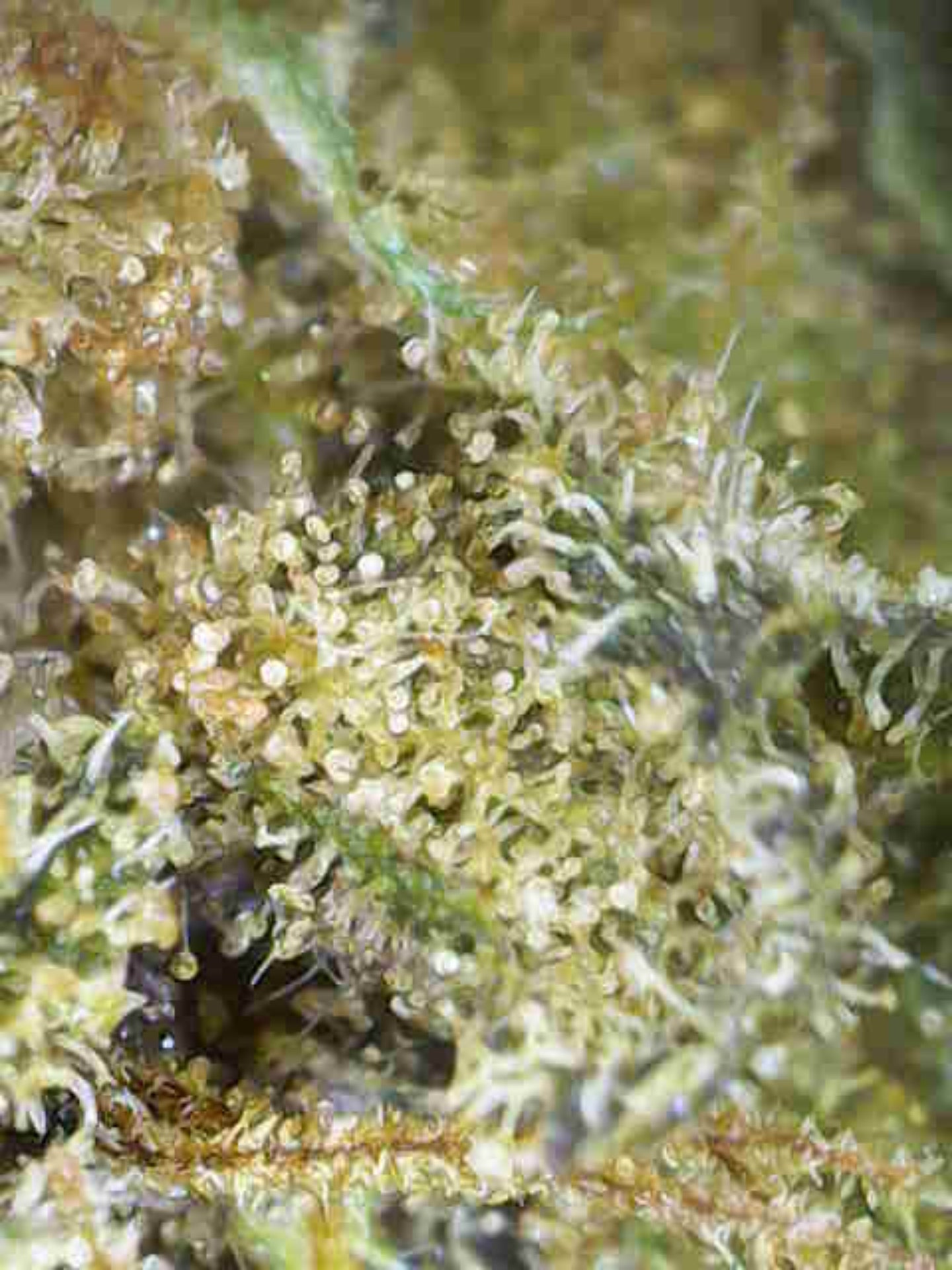⛽🌲 Legendary Platinum OG Diesel Edition CBD - Big Bud