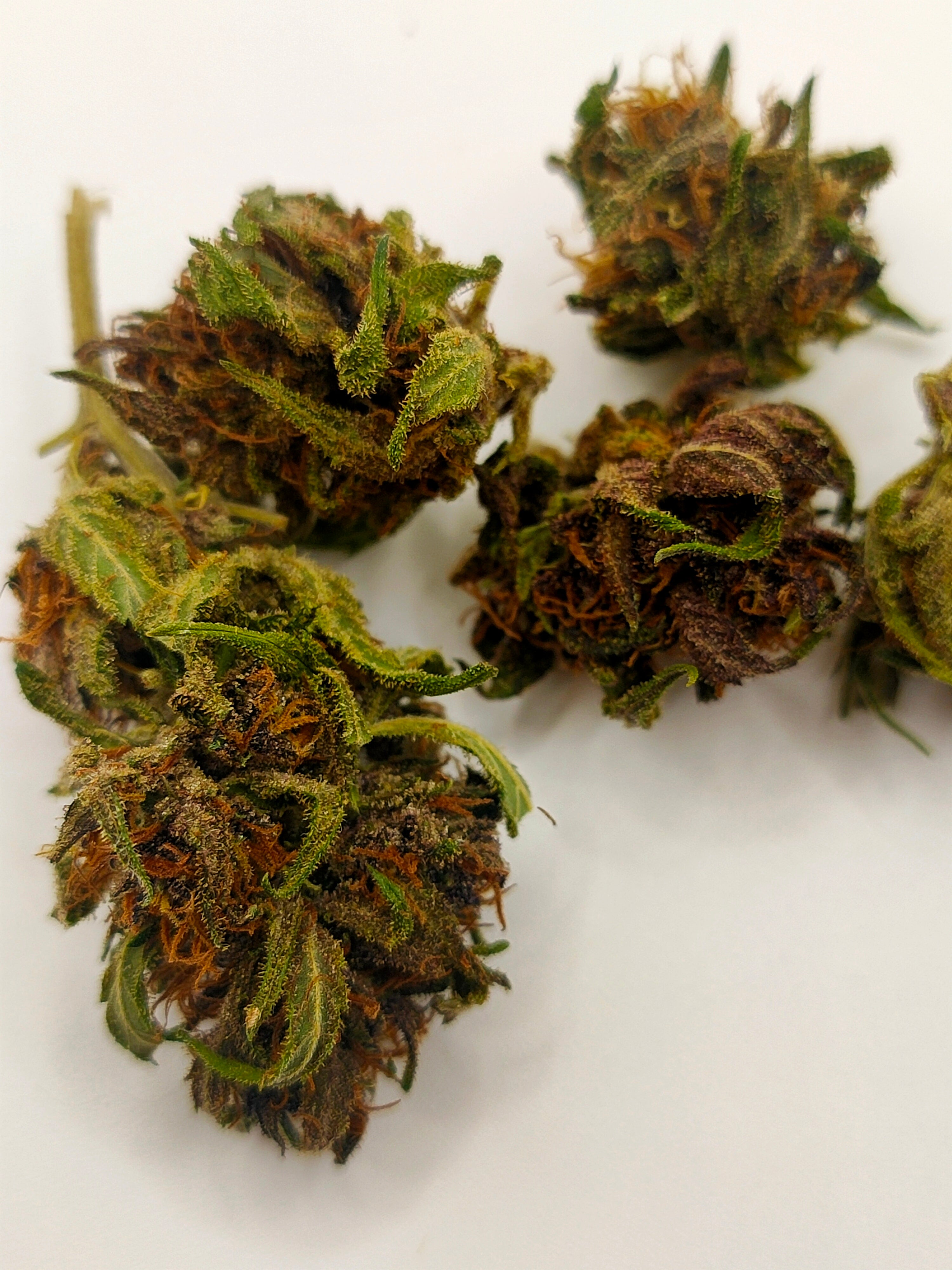 🌈🍊 Rainbow Warrior CBD – Small Bud