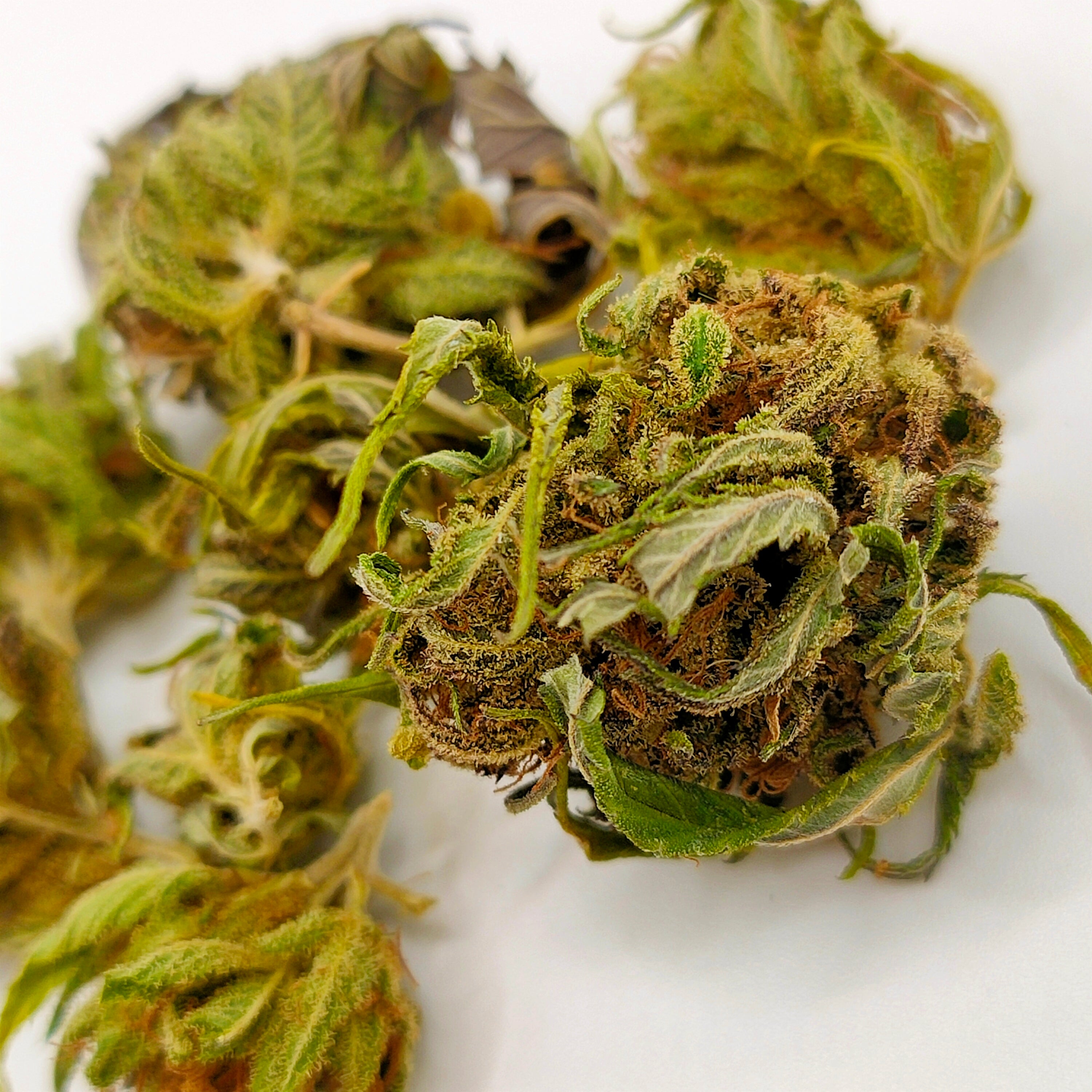 ✨🥣Shiny flakes CBD - Small Bud