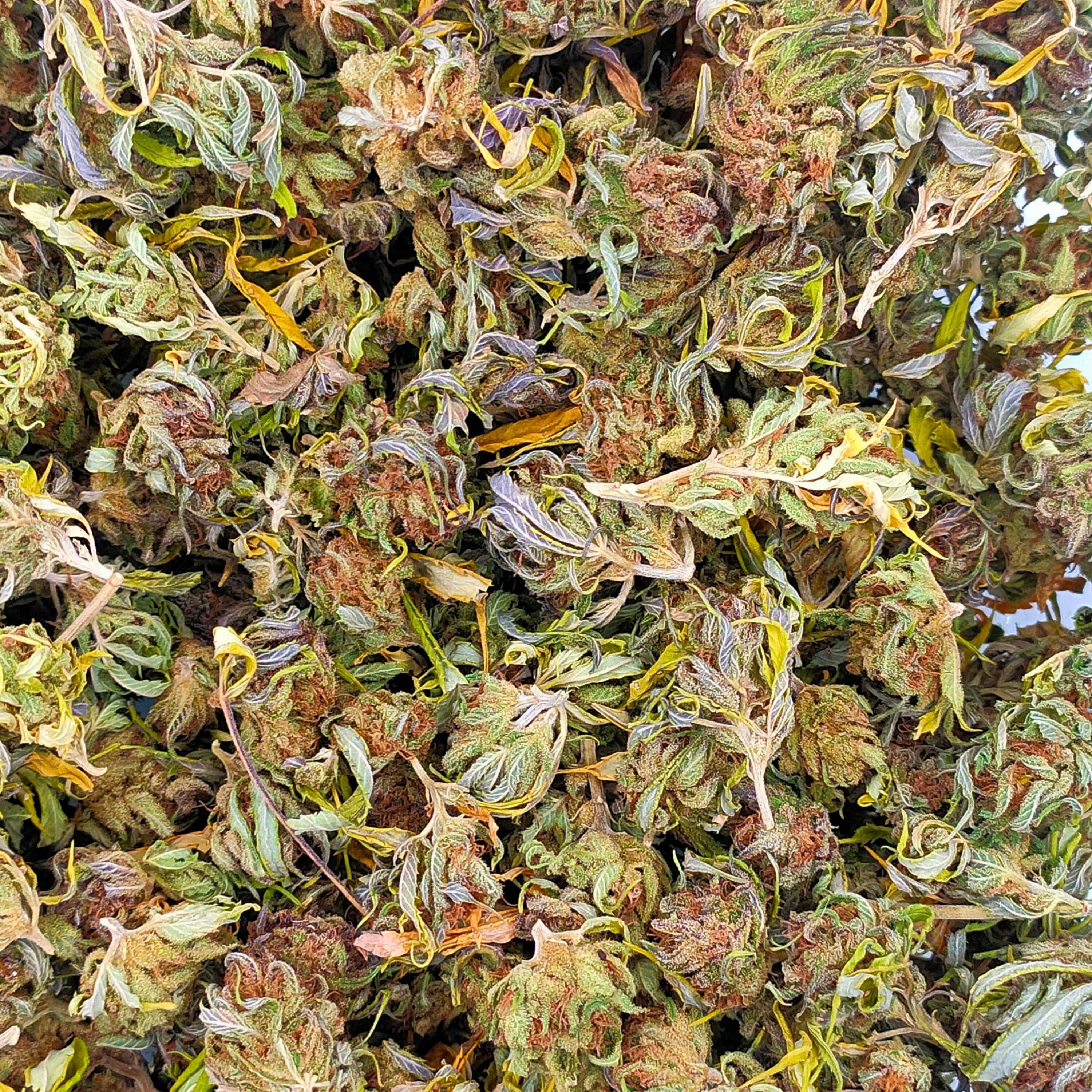 ✨🥣Shiny flakes CBD - Small Bud