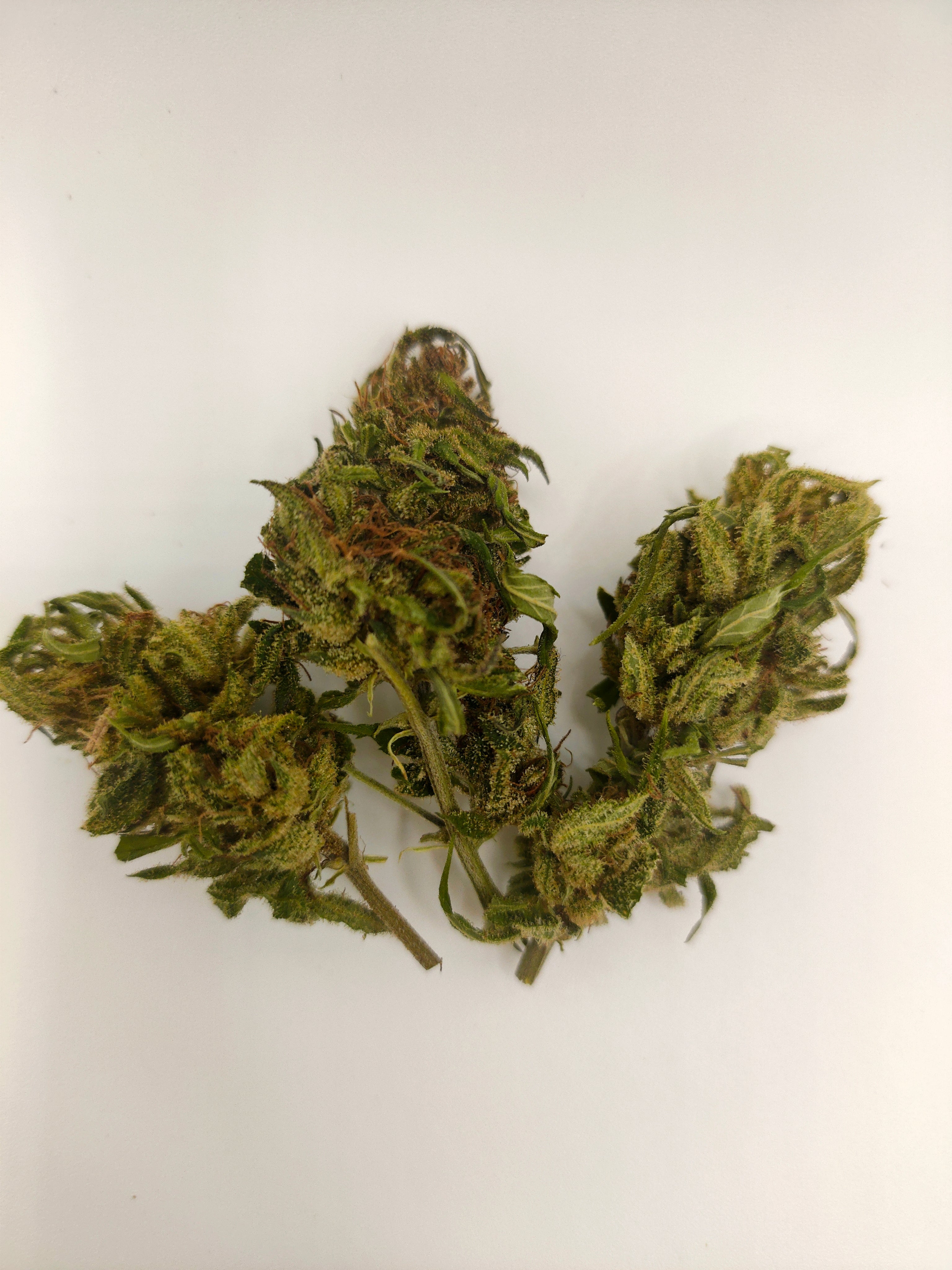 🍬🚀 Super Sour Space Candy CBD – Small Bud